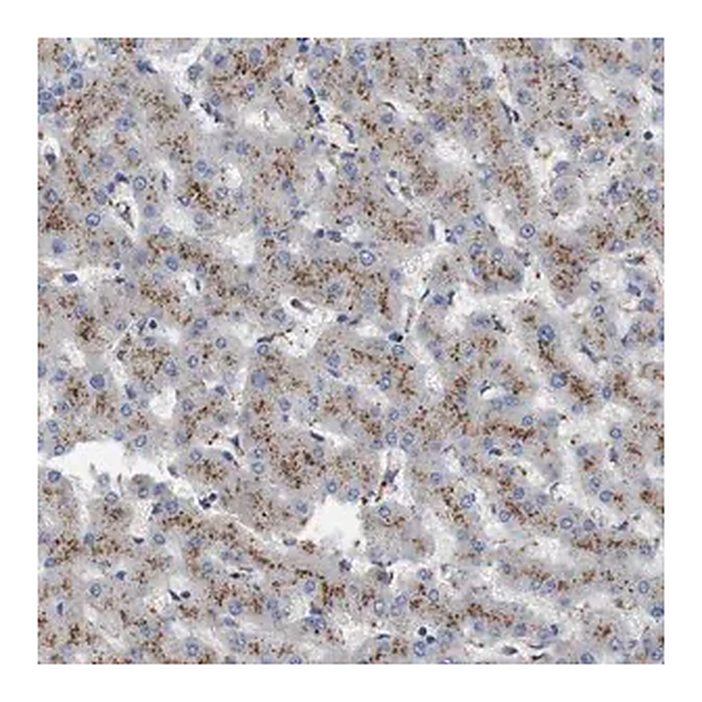 Merck Anti-NHLRC3 antibody produced in rabbit