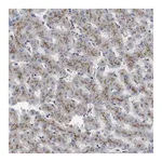 Merck Anti-NHLRC3 antibody produced in rabbit