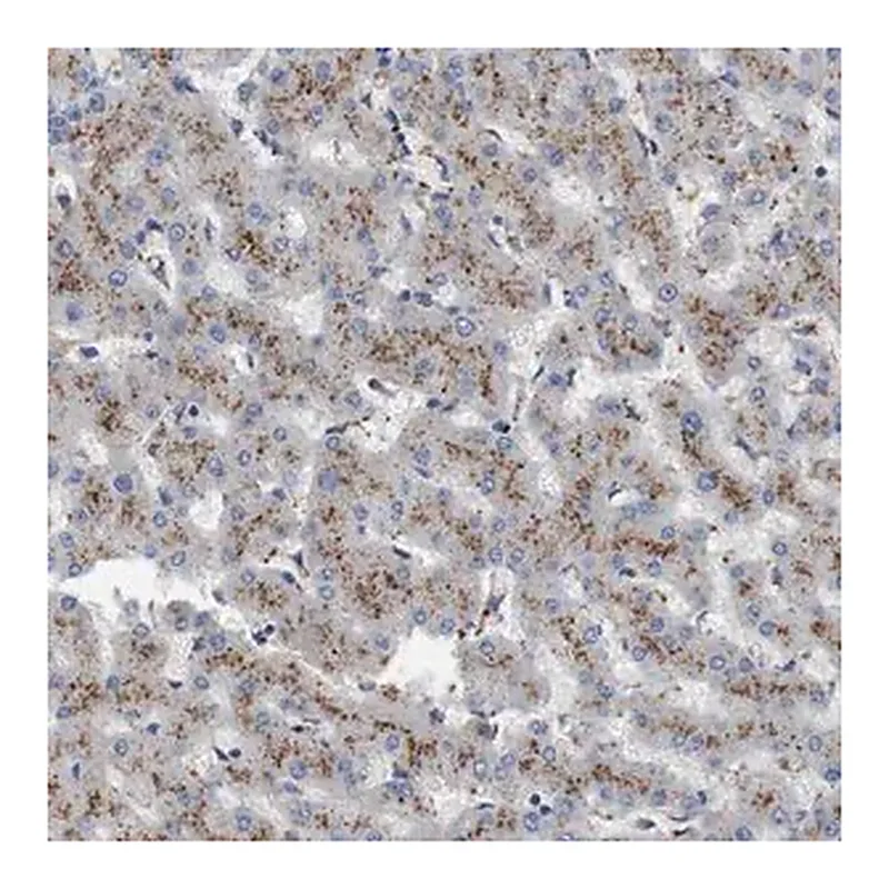 Merck Anti-NHLRC3 antibody produced in rabbit