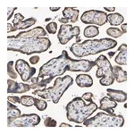 Merck Anti-IL18R1 antibody produced in rabbit