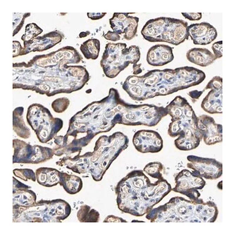 Merck Anti-IL18R1 antibody produced in rabbit
