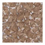 Merck Anti-PLEKHA2 antibody produced in rabbit