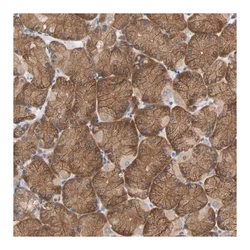 Merck Anti-PLEKHA2 antibody produced in rabbit