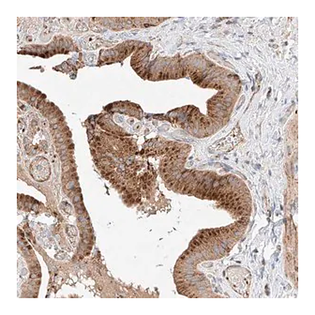 Merck Anti-NR1D1 antibody produced in rabbit