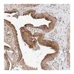 Merck Anti-NR1D1 antibody produced in rabbit