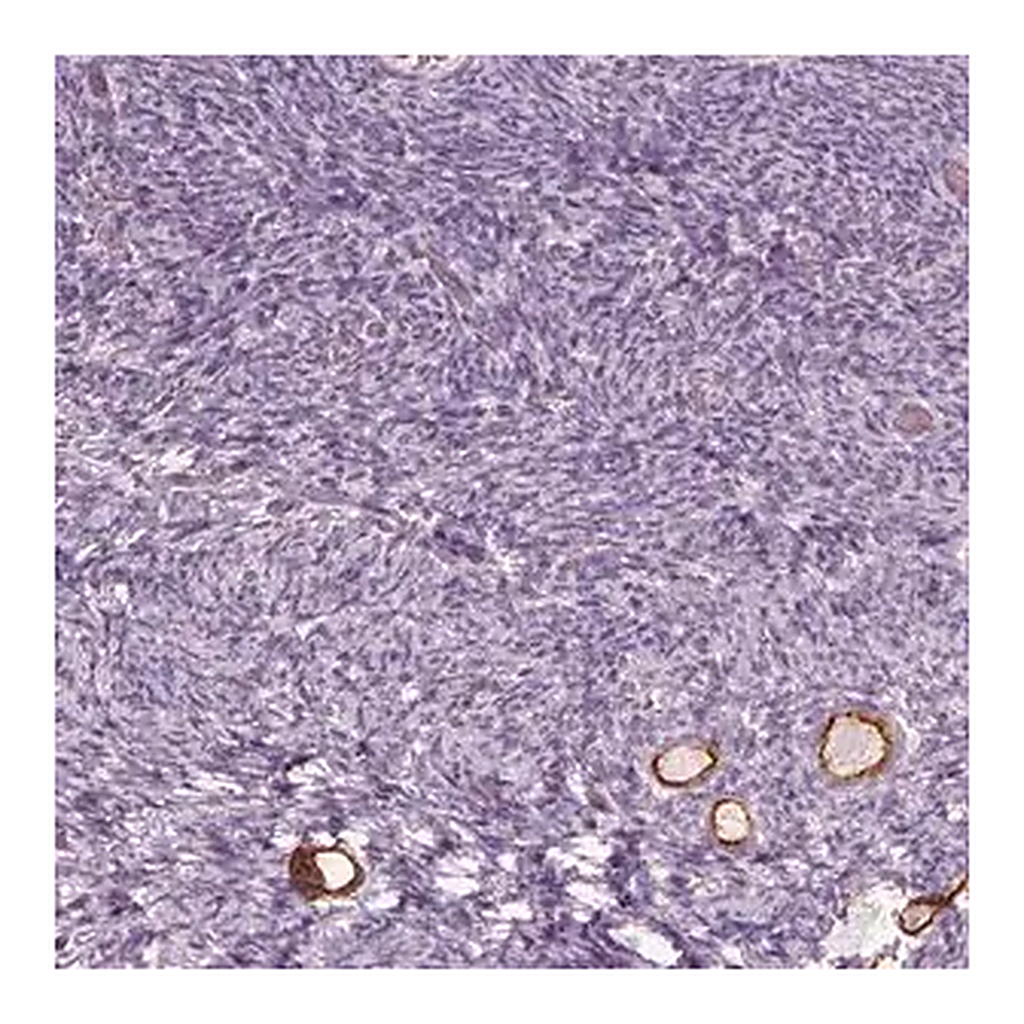 Merck Anti-ZP4 antibody produced in rabbit