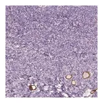 Merck Anti-ZP4 antibody produced in rabbit