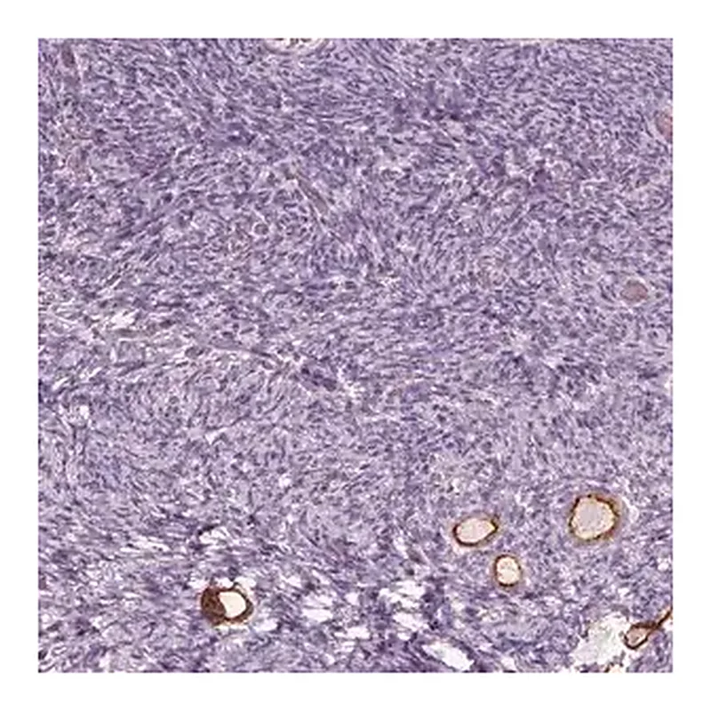 Merck Anti-ZP4 antibody produced in rabbit
