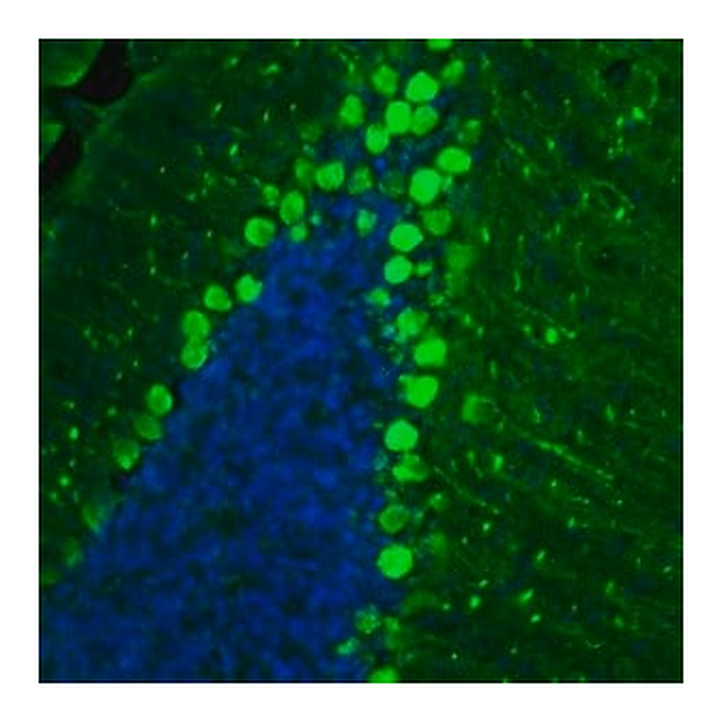 Merck Anti-BCAR1 antibody produced in rabbit