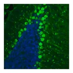 Merck Anti-BCAR1 antibody produced in rabbit