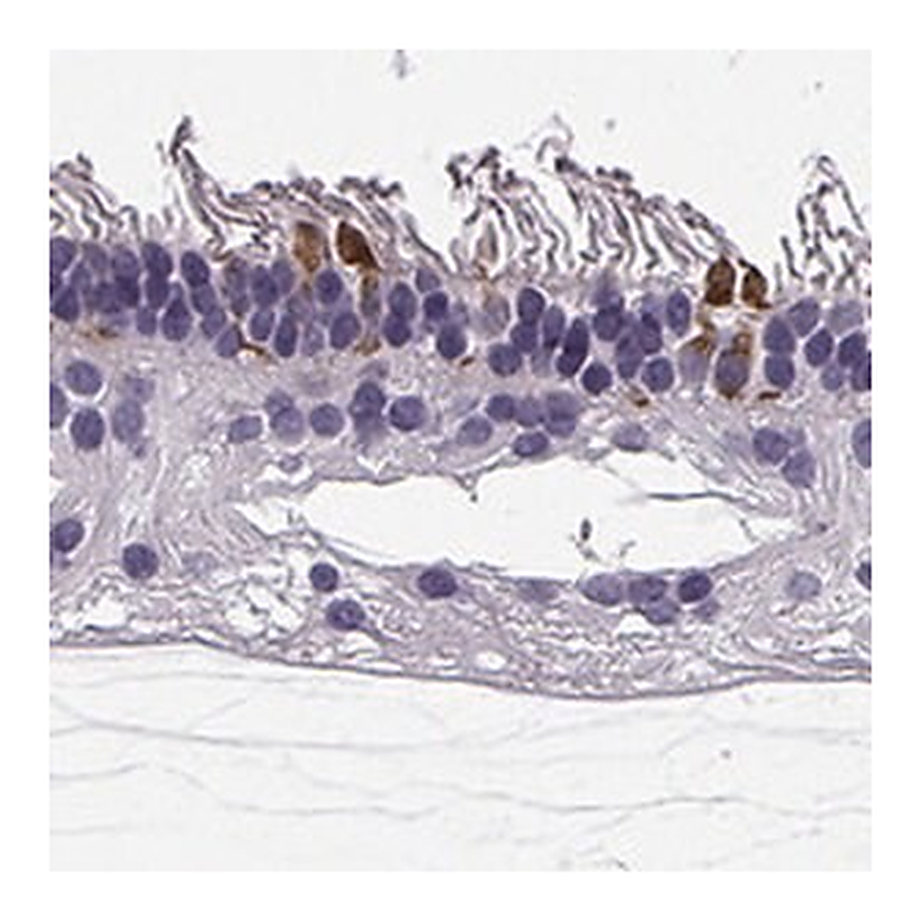 Merck Anti-RD3 antibody produced in rabbit