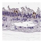 Merck Anti-RD3 antibody produced in rabbit
