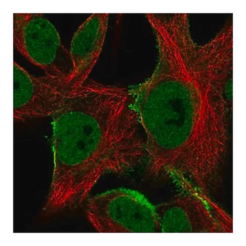 Merck Anti-SGCE antibody produced in rabbit