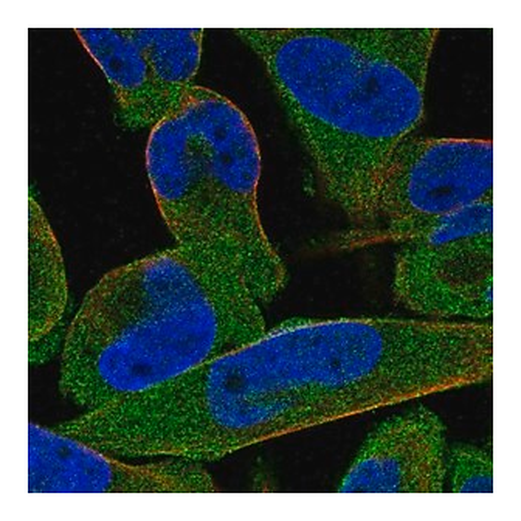 Merck Anti-STRIP1 antibody produced in rabbit