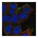 Merck Anti-SLCO1A2 antibody produced in rabbit