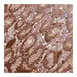 Merck Anti-NADK antibody produced in rabbit