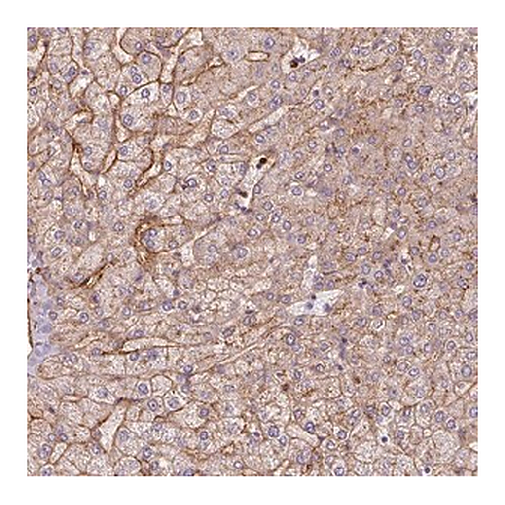 Merck Anti-APOC1 antibody produced in rabbit