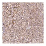 Merck Anti-APOC1 antibody produced in rabbit