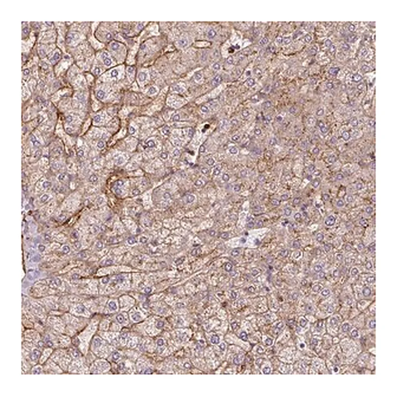 Merck Anti-APOC1 antibody produced in rabbit