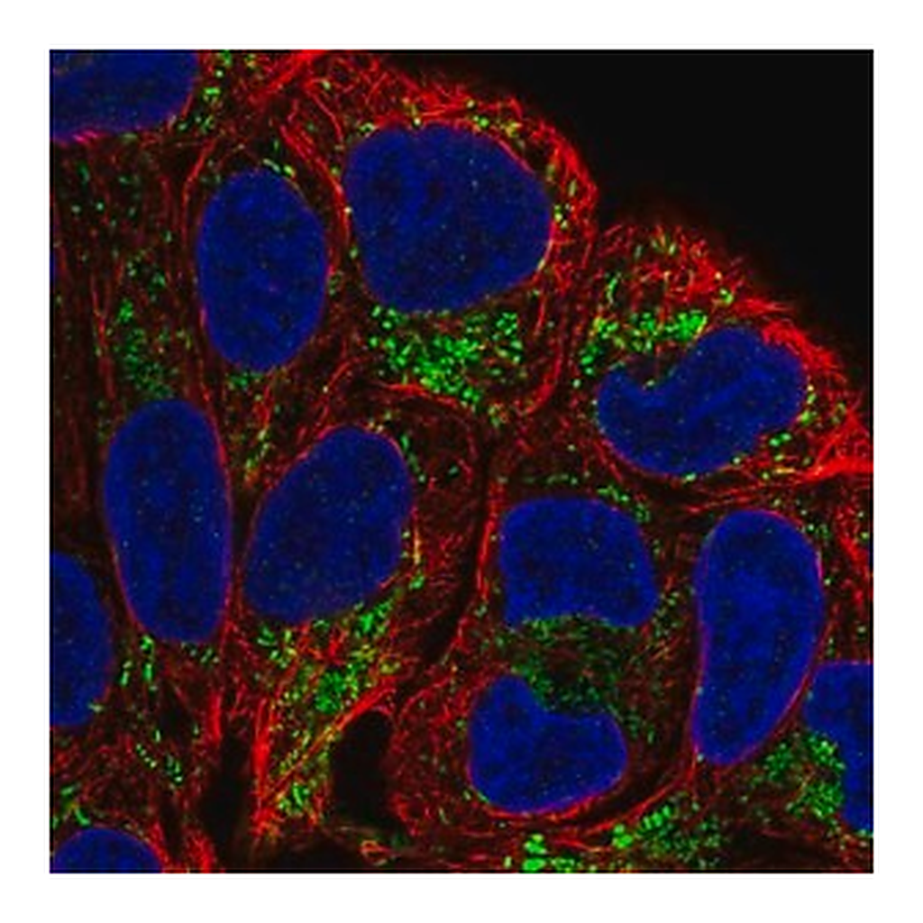 Merck Anti-L2HGDH antibody produced in rabbit