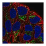 Merck Anti-L2HGDH antibody produced in rabbit