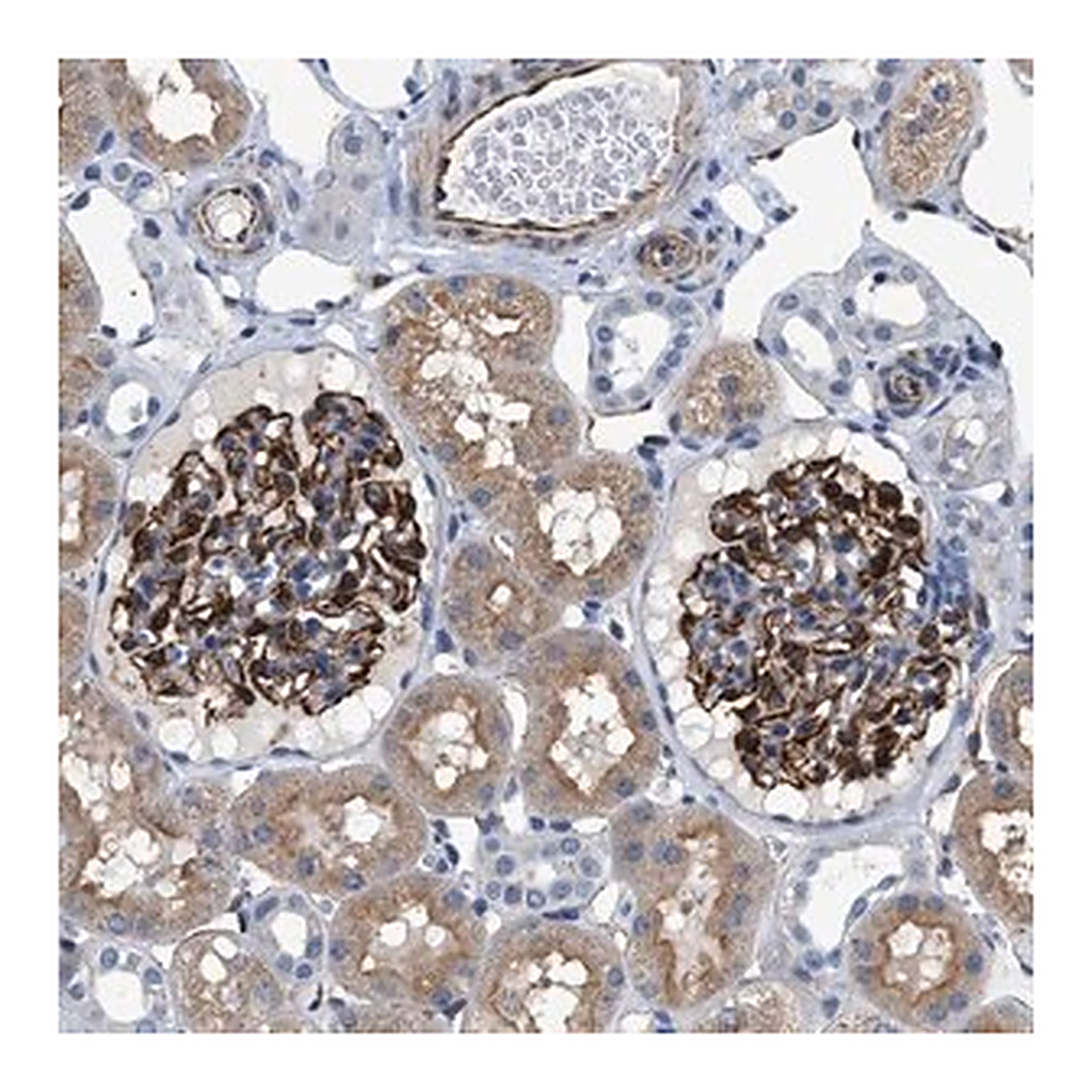 Merck Anti-PKD1L1 antibody produced in rabbit