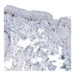 Merck Monoclonal Anti-TYRP1 antibody produced in mouse