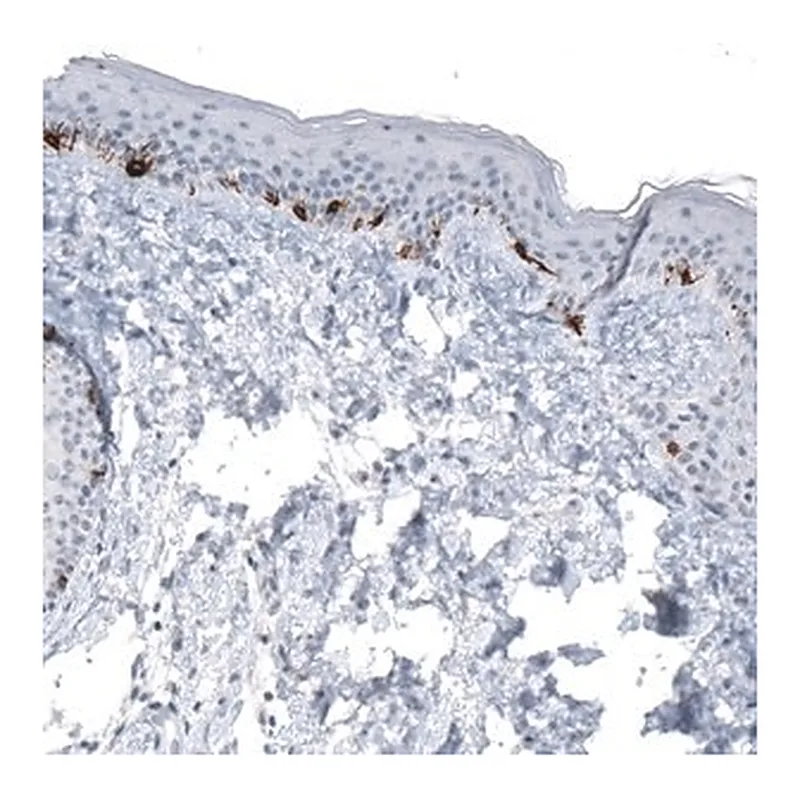 Merck Monoclonal Anti-TYRP1 antibody produced in mouse
