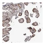 Merck Anti-PSMB2 antibody produced in rabbit