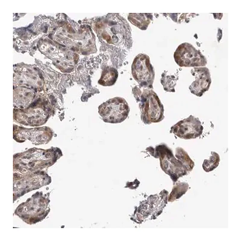 Merck Anti-PSMB2 antibody produced in rabbit