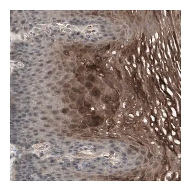 Merck Anti-ALOX12 antibody produced in rabbit