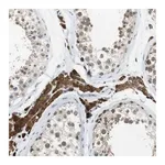 Merck Anti-NEK4 antibody produced in rabbit