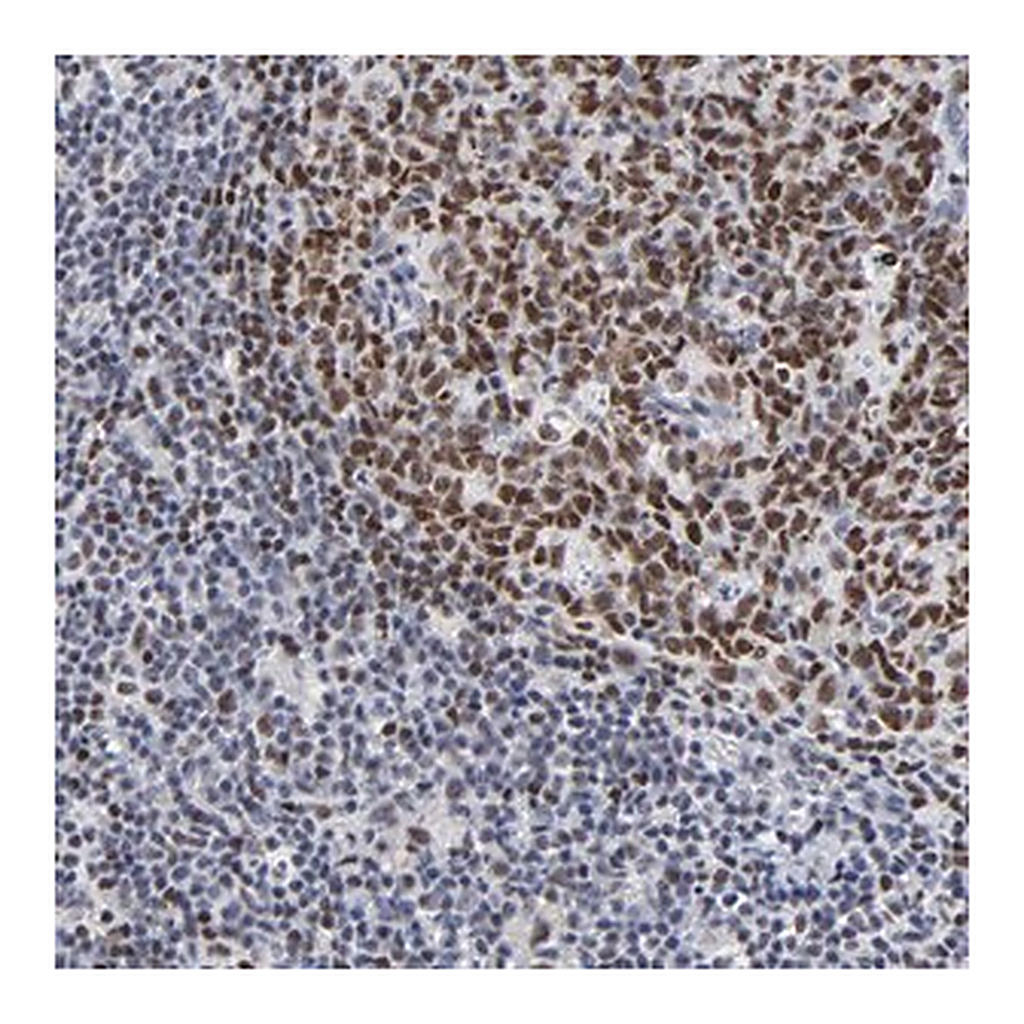 Merck Anti-MBD4 antibody produced in rabbit