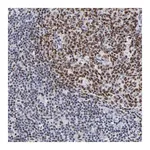 Merck Anti-MBD4 antibody produced in rabbit