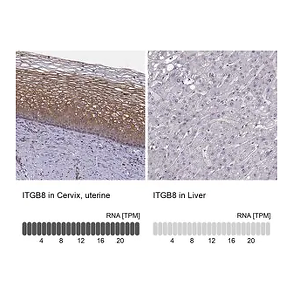 Merck Anti-ITGB8 antibody produced in rabbit