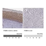 Merck Anti-ITGB8 antibody produced in rabbit