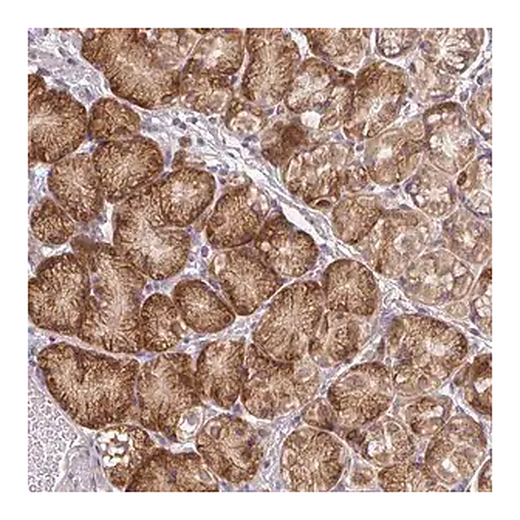 Merck Anti-TAPT1 antibody produced in rabbit