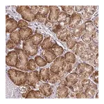 Merck Anti-TAPT1 antibody produced in rabbit