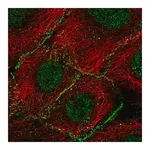 Merck Anti-AGO2 antibody produced in rabbit