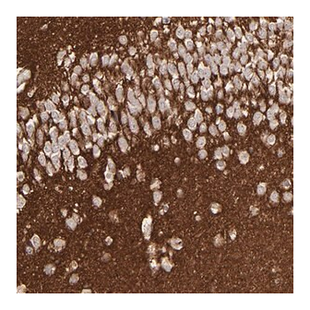 Merck Anti-GPM6B antibody produced in rabbit