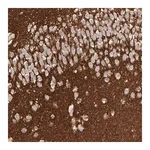 Merck Anti-GPM6B antibody produced in rabbit