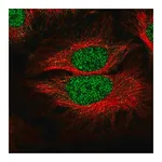 Merck Anti-SLF1 antibody produced in rabbit