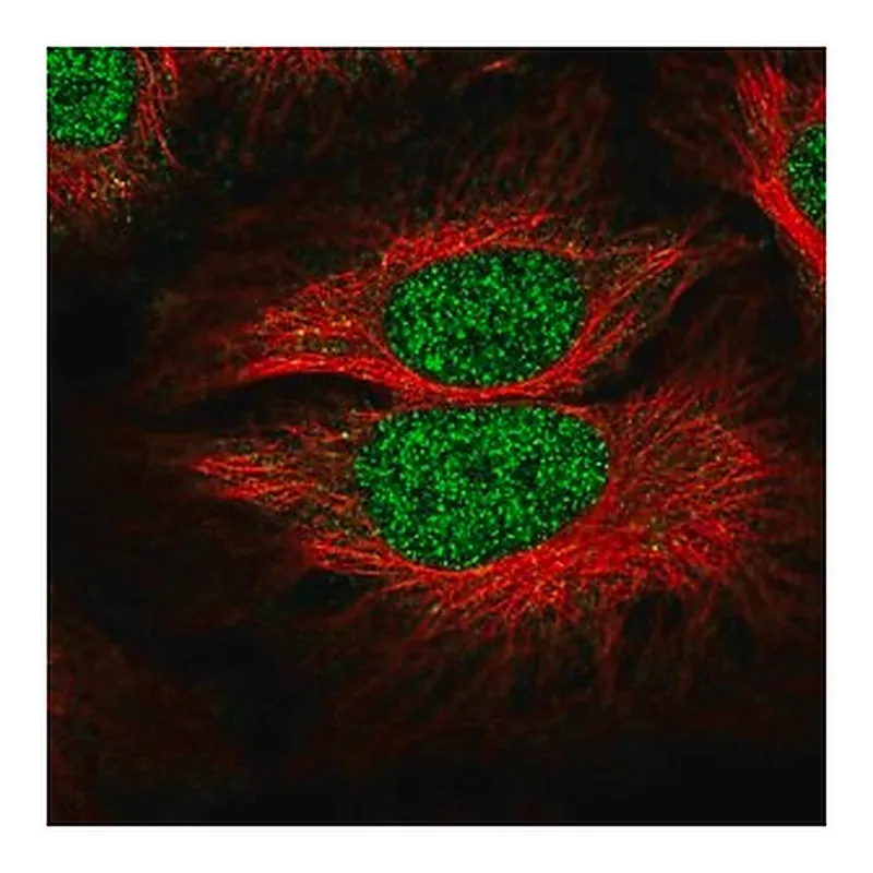 Merck Anti-SLF1 antibody produced in rabbit