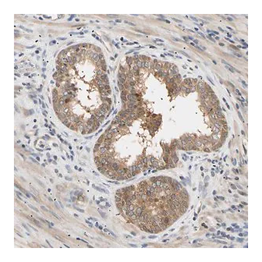 Merck Anti-SEC23B antibody produced in rabbit