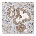 Merck Anti-SEC23B antibody produced in rabbit