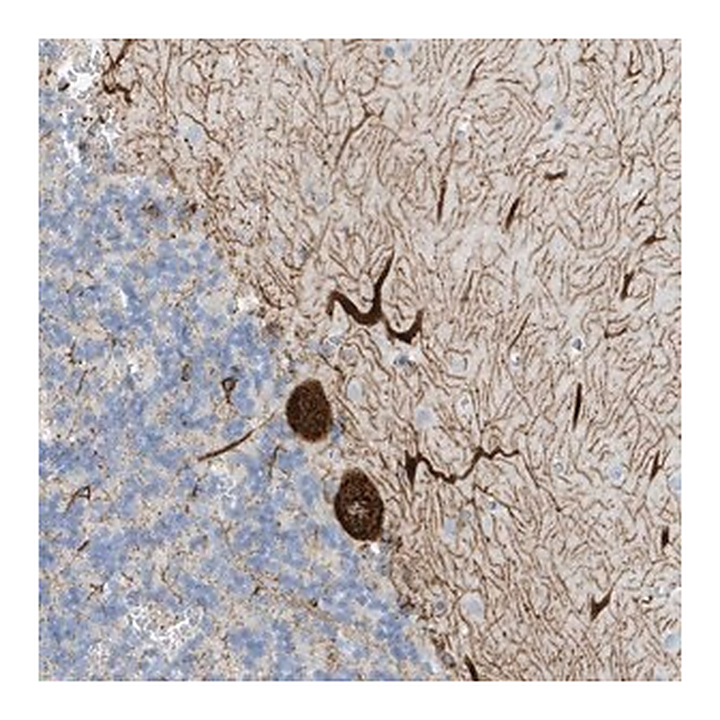 Merck Anti-SEMA3F antibody produced in rabbit