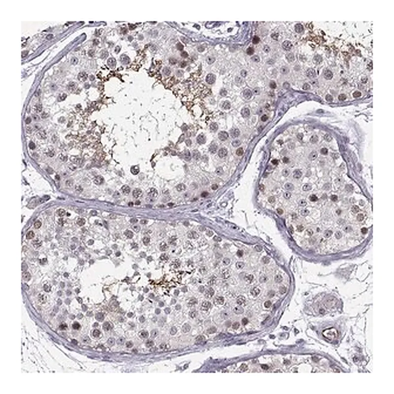 Merck Anti-BACH1 antibody produced in rabbit