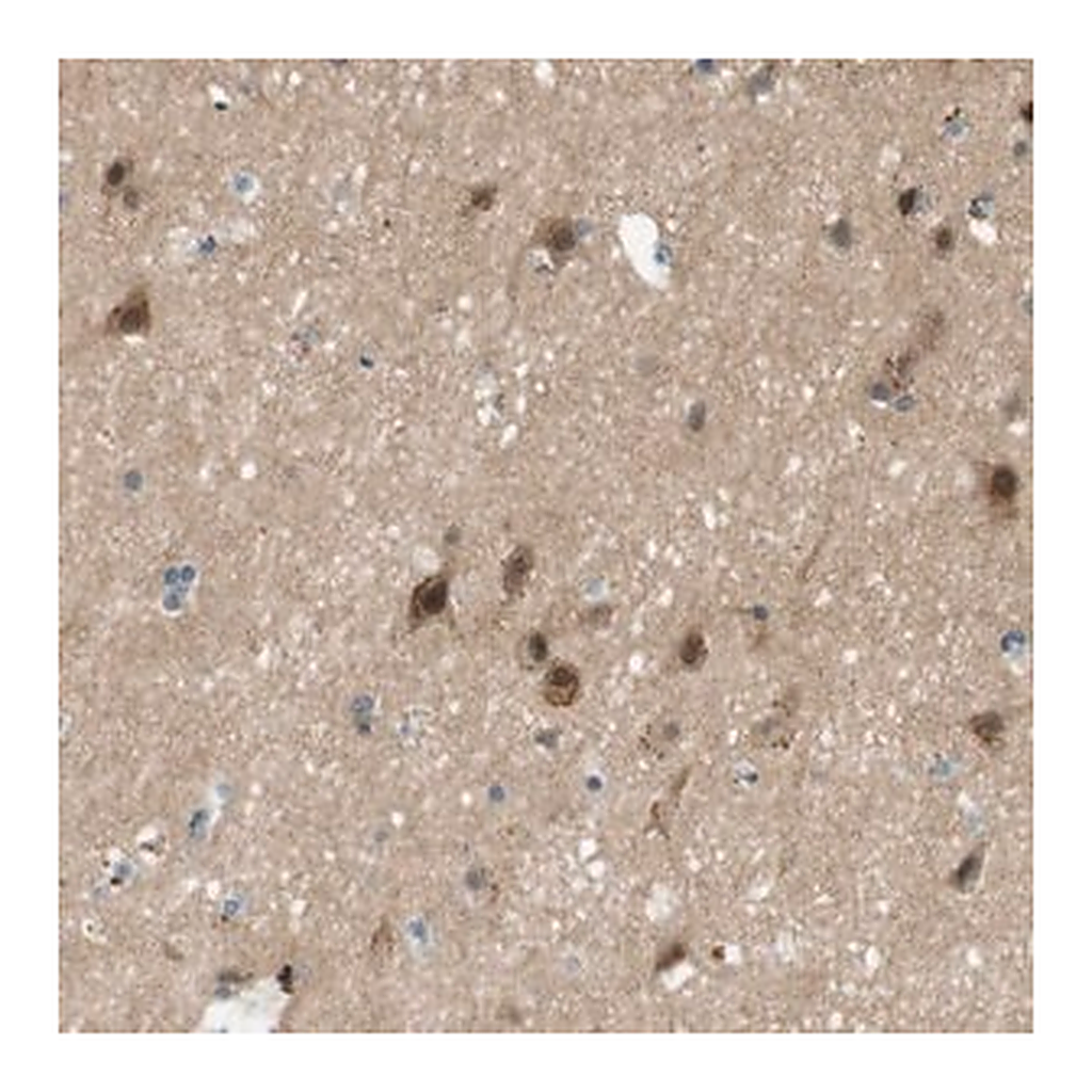 Merck Anti-MAGI2 antibody produced in rabbit