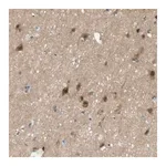 Merck Anti-MAGI2 antibody produced in rabbit