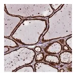 Merck Anti-SALL1 antibody produced in rabbit